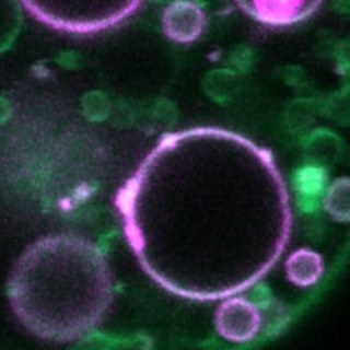 Lipid droplets with a protein on their surface