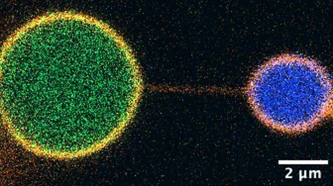 Two droplets in green and blue joined by a thin tether