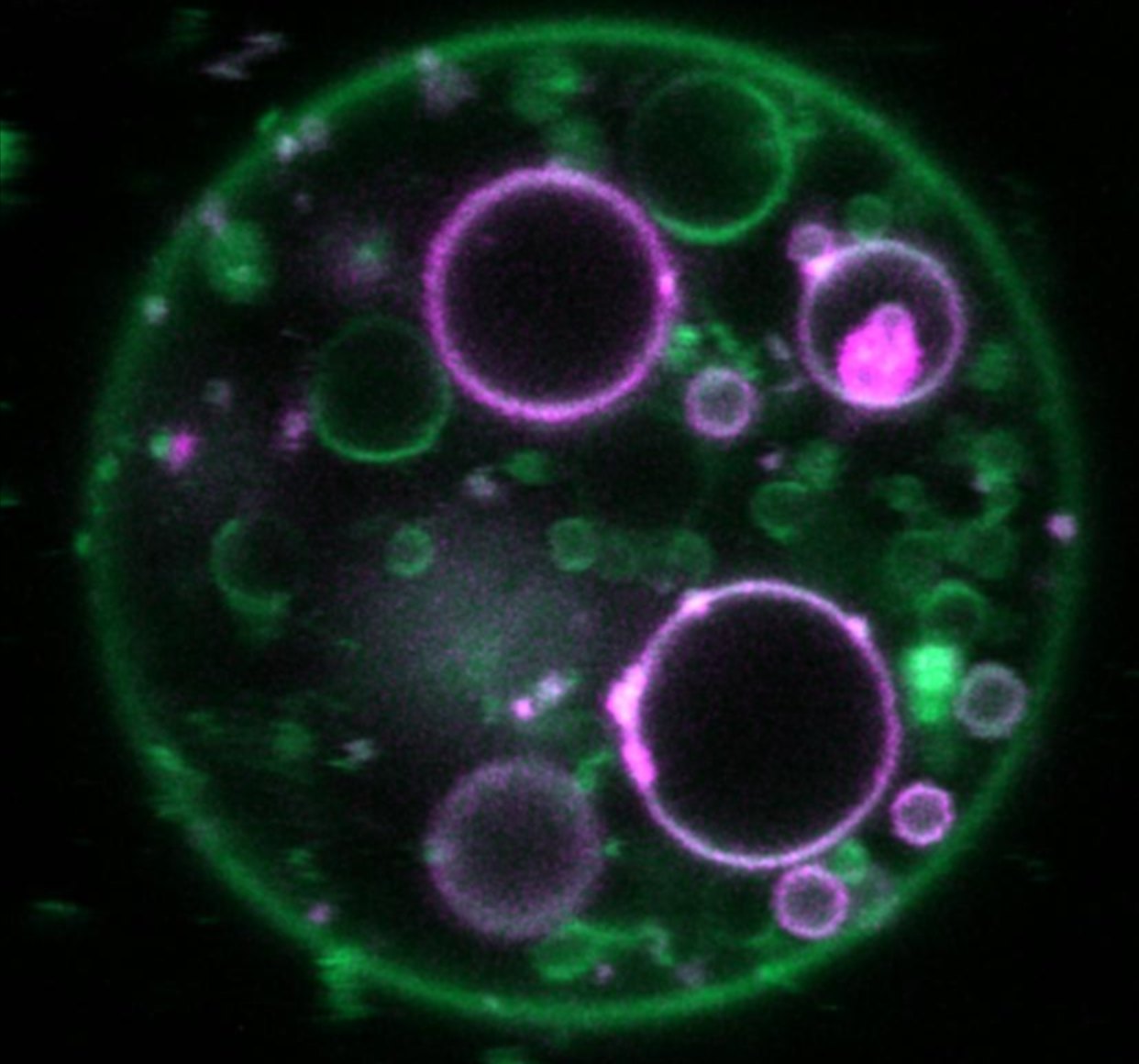 Giant vesicle made from cellular organelles, with smaller vesicles inside